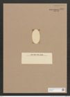 Surirella sp. (de-Toni-Nr.: Genus 53) Zeichnungen Sammlung Grunow Nr. 4839 (NHMW-BOT-W0373005)